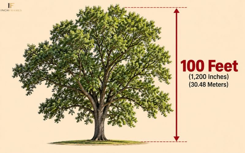 How Long Is 100 Feet