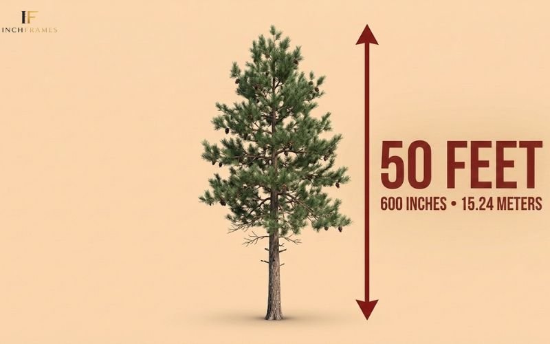 How Long Is 50 Feet