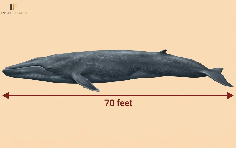 How Long Is 70 Feet