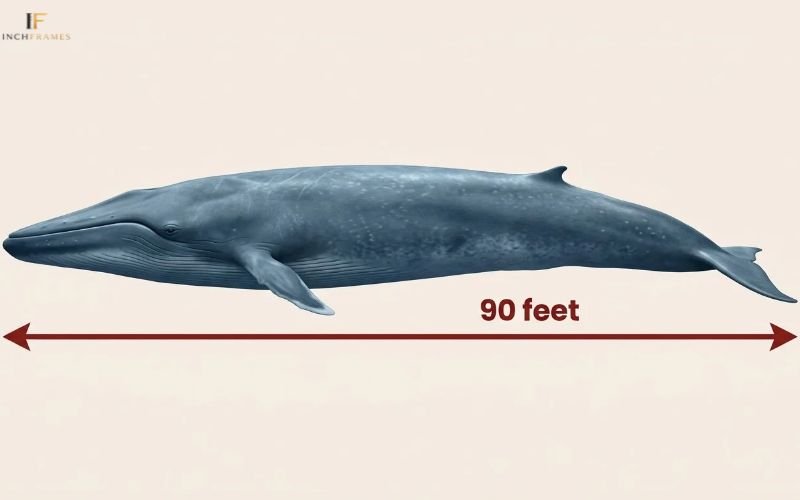 How Long Is 90 Feet