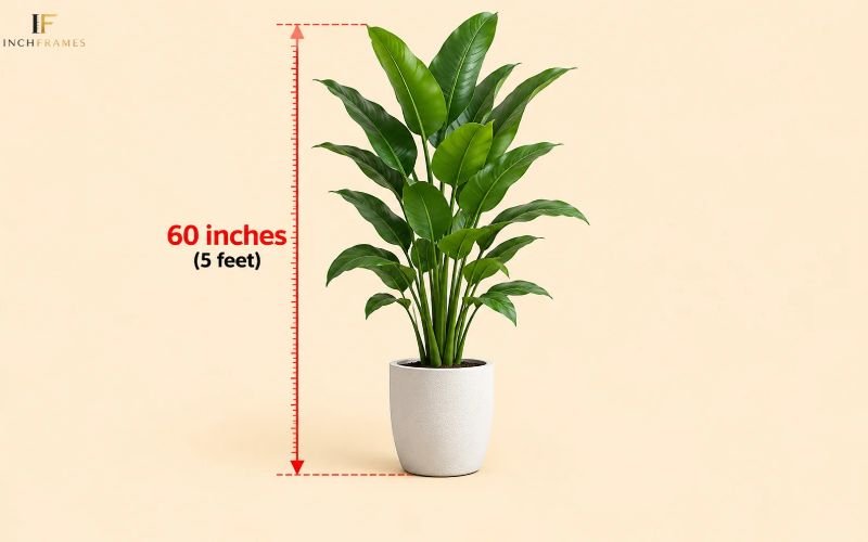 How long Is 60 Inches